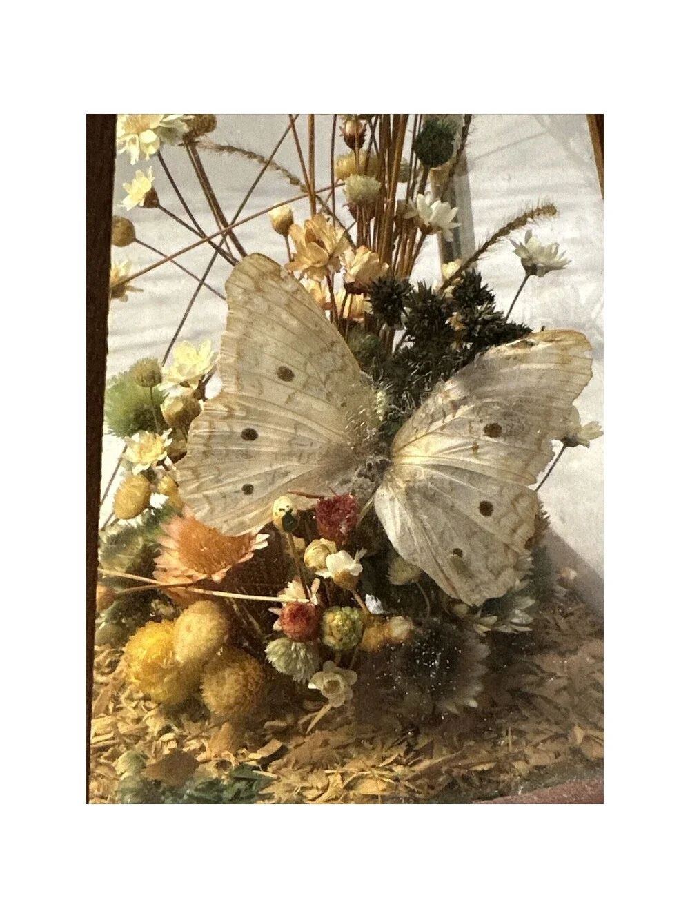 Vintage Dunston Glass Enclosed Dried Butterfly Flower Arrangement Brazil 9x 5